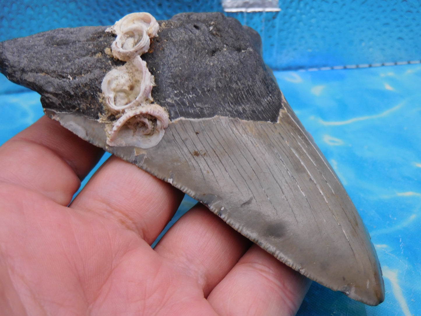 5.5 in MEG
