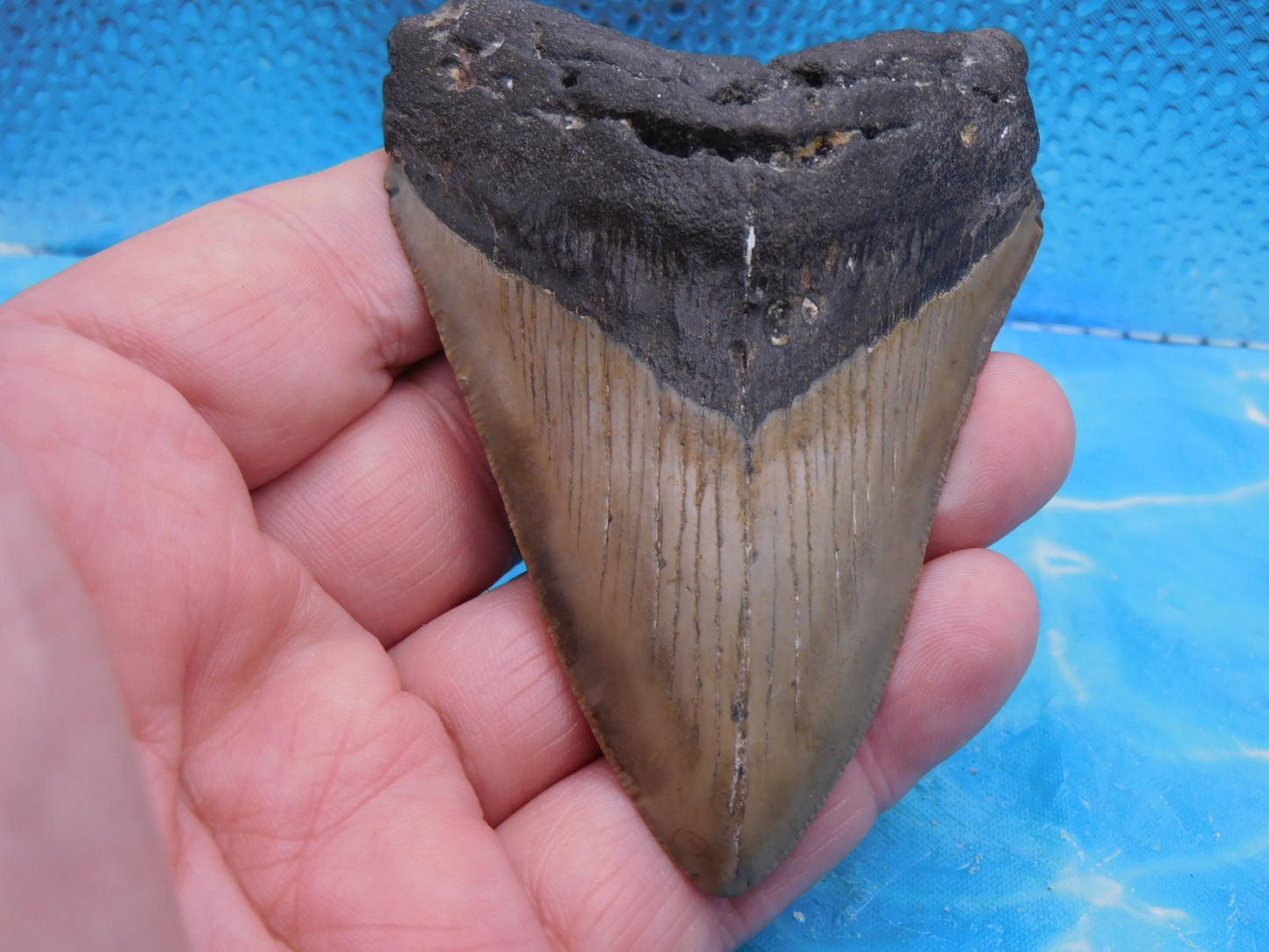 3.8 in MEG