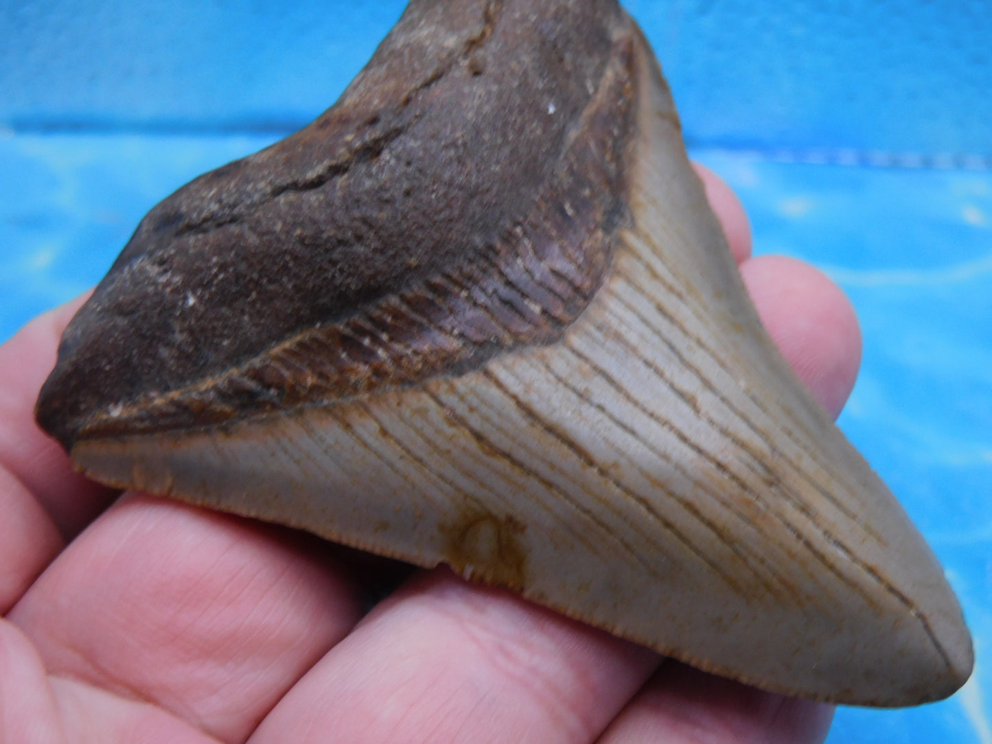 3.3 in MEG