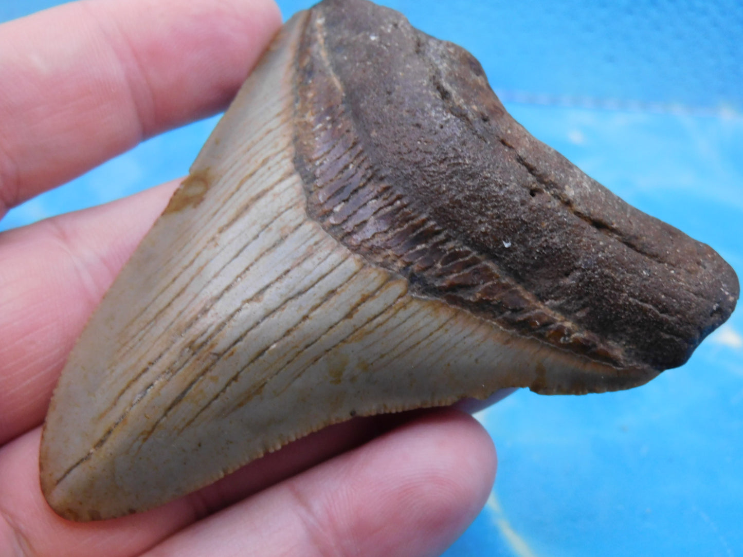 3.3 in MEG