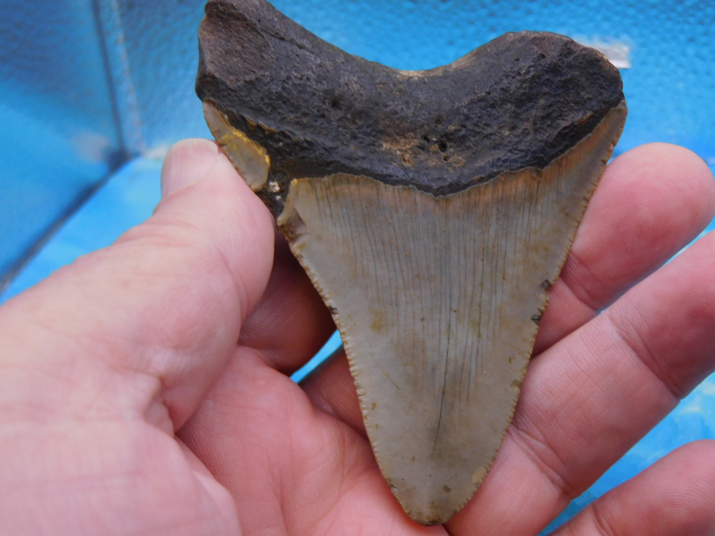 3.3 in MEG
