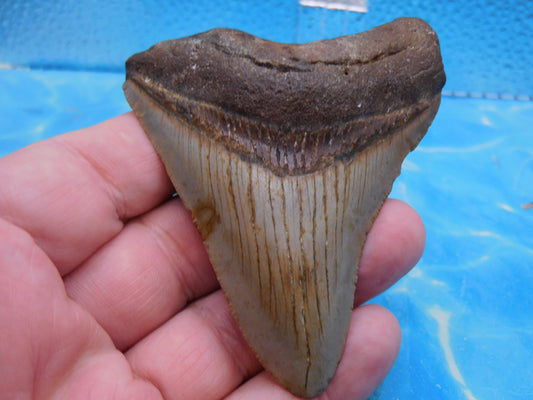3.3 in MEG