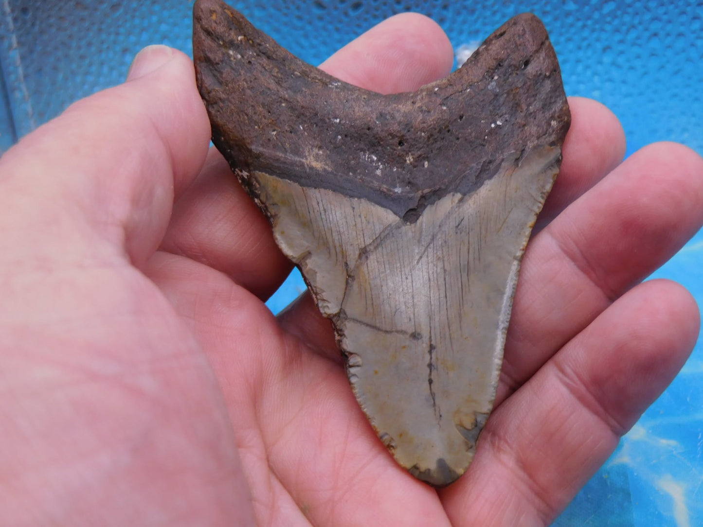 3.7 in Brown MEG