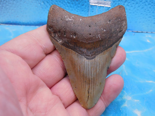 3.7 in Brown MEG