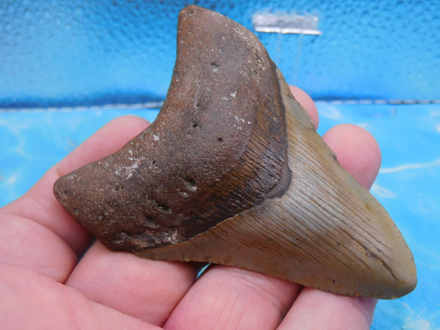 3.7 in Brown MEG