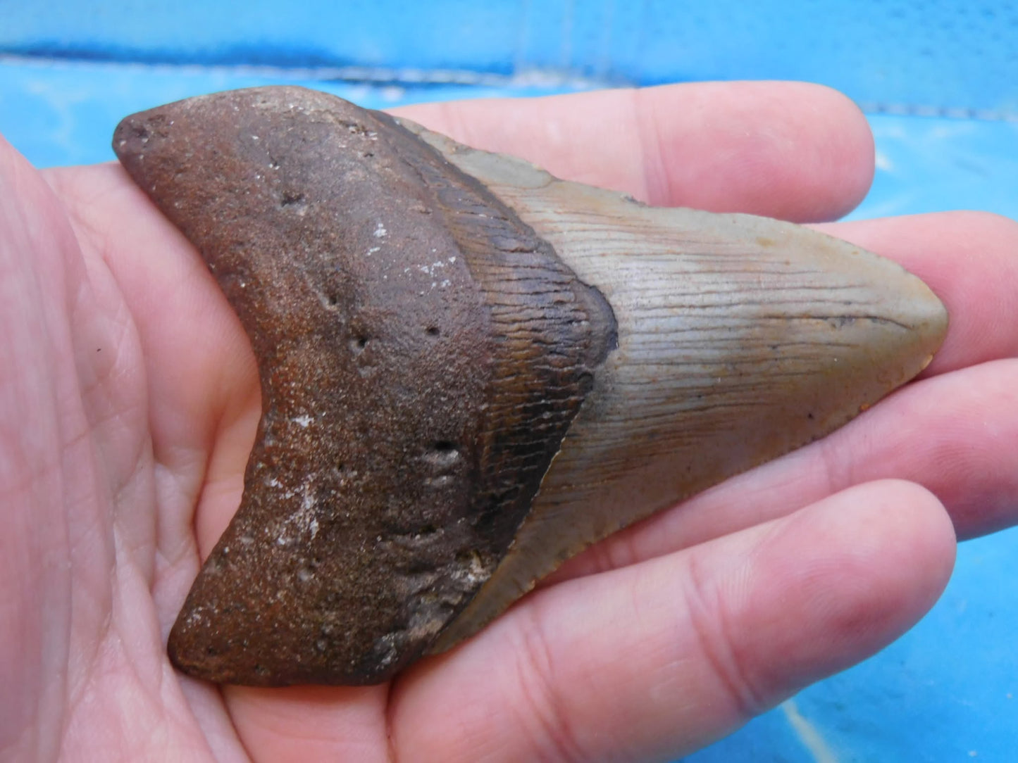 3.7 in Brown MEG