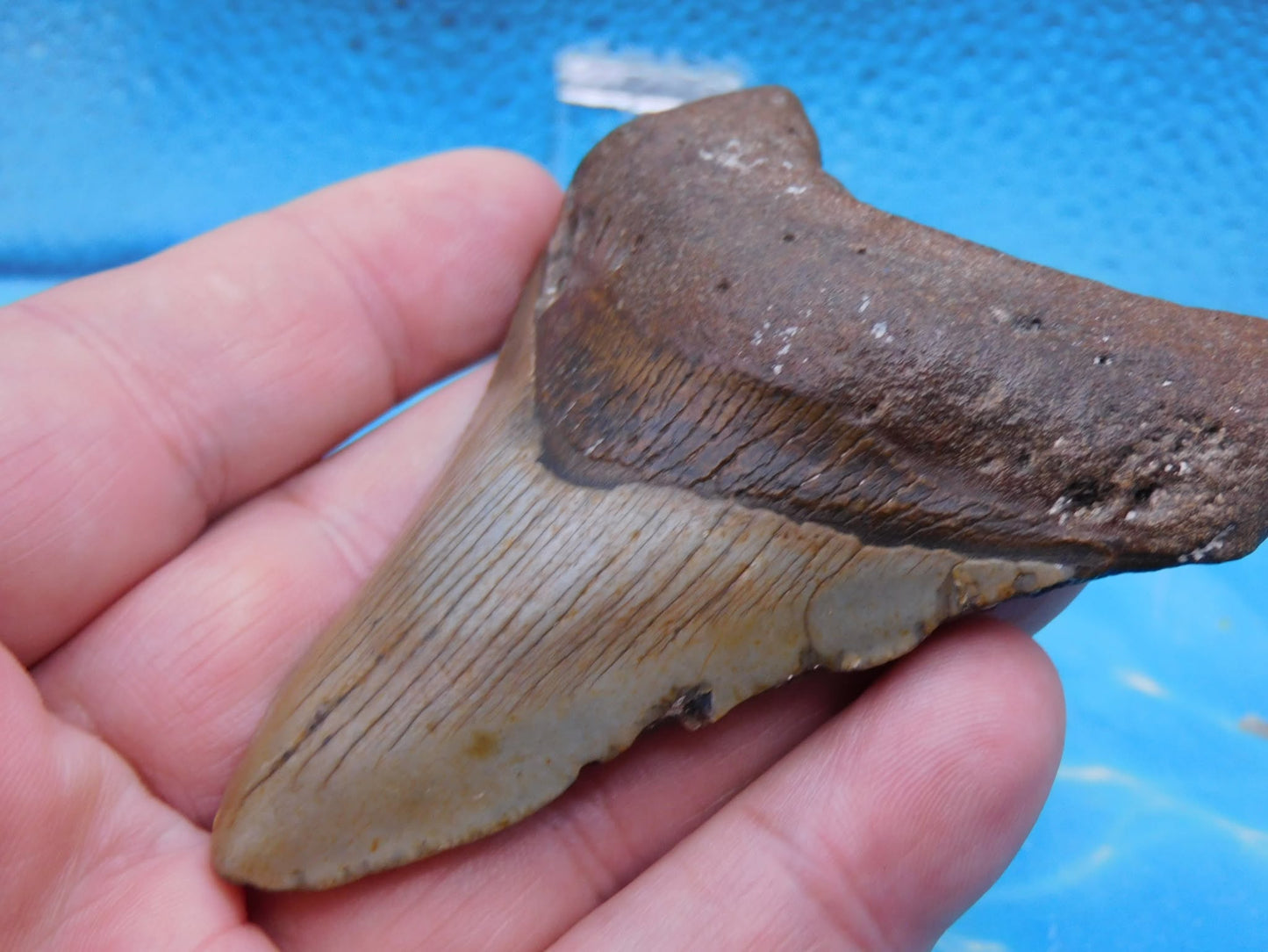 3.7 in Brown MEG