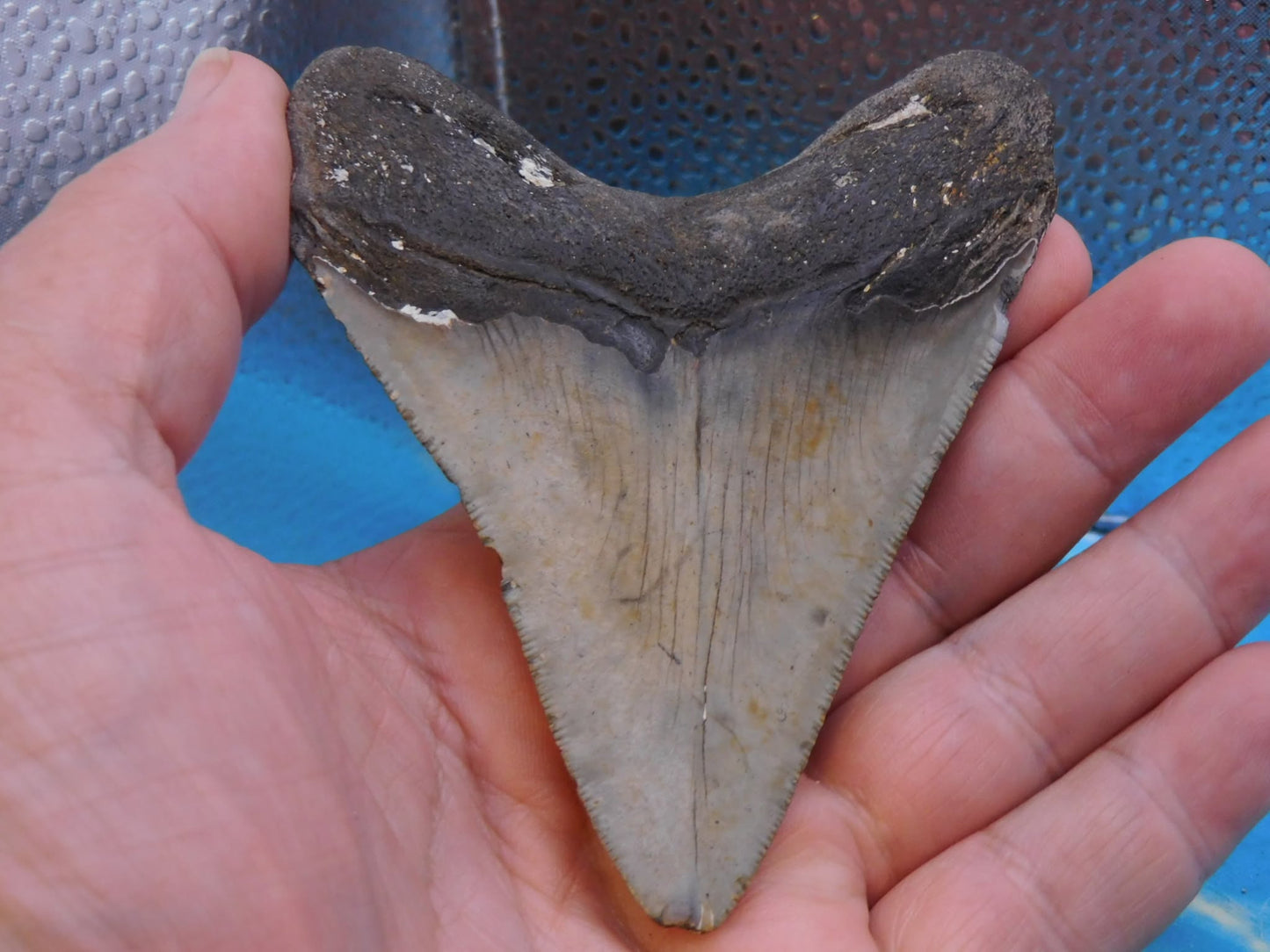4.2 in MEG
