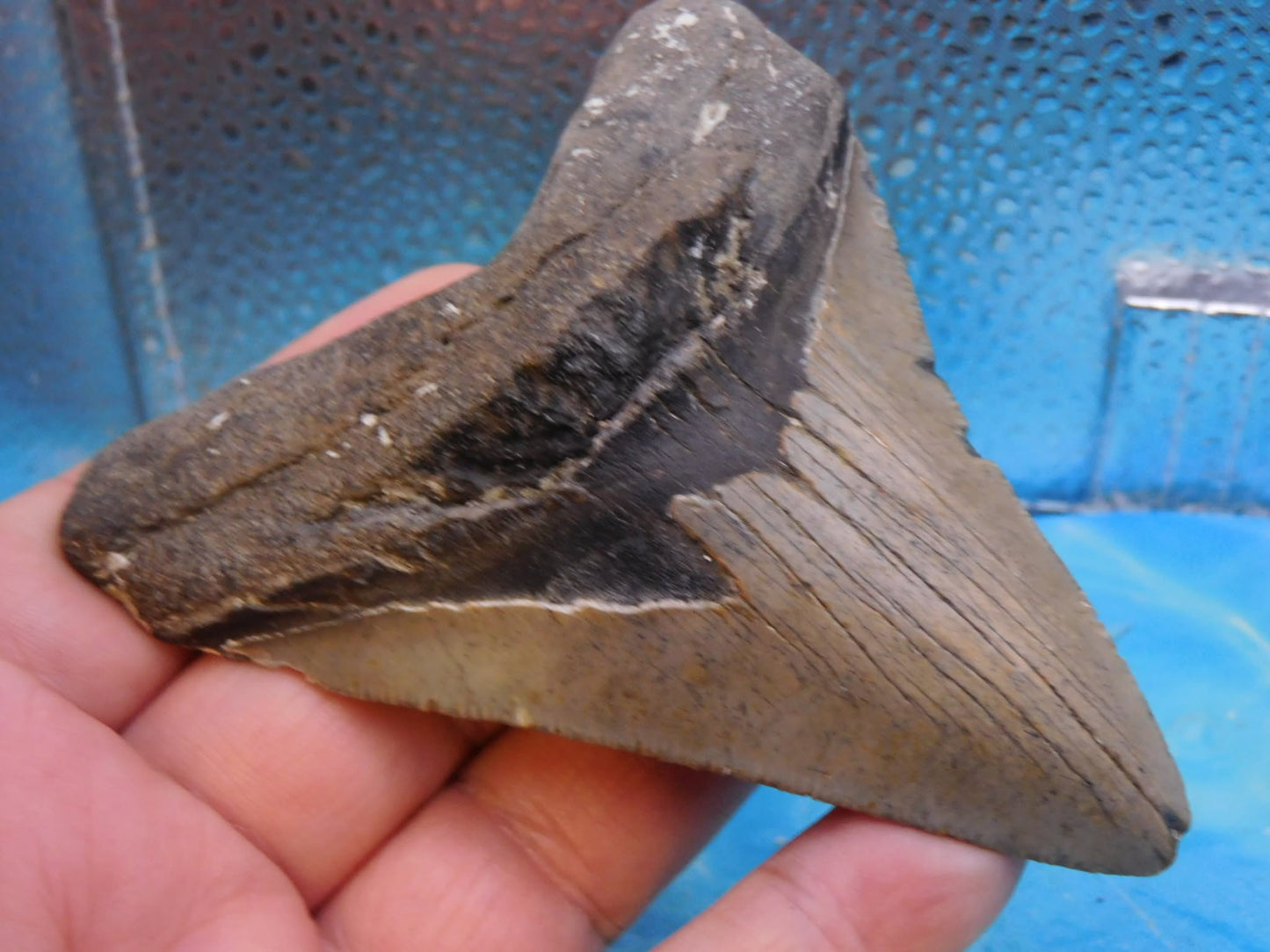4.2 in MEG