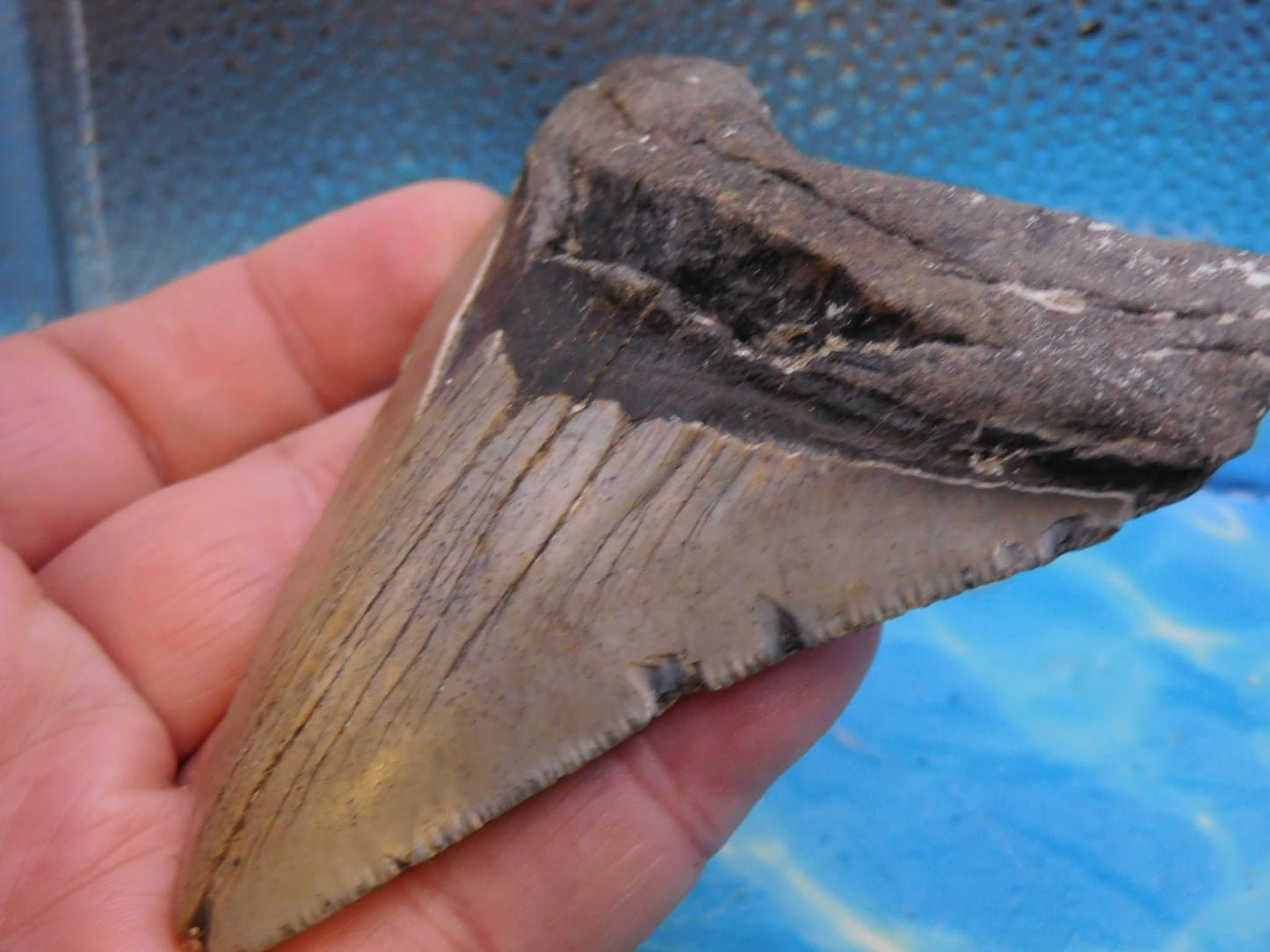 4.2 in MEG