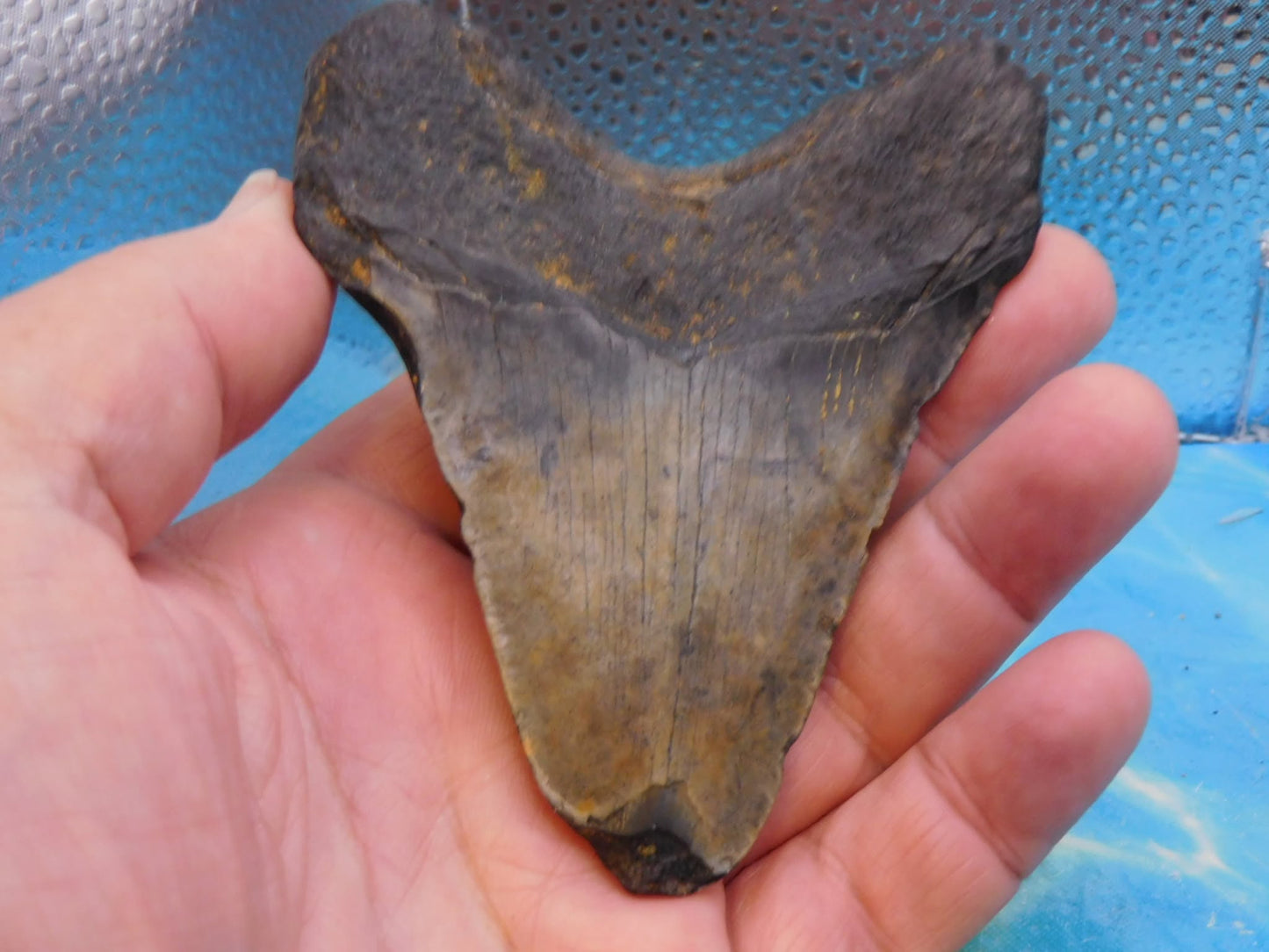 4.1 in MEG