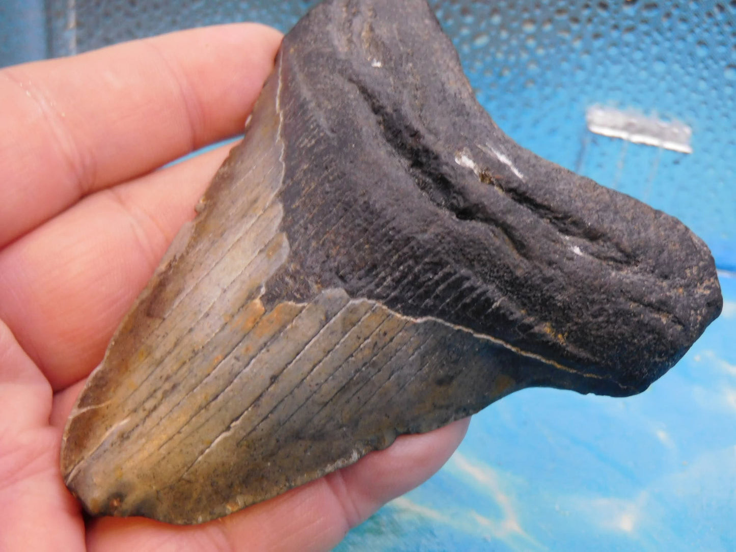 4.1 in MEG