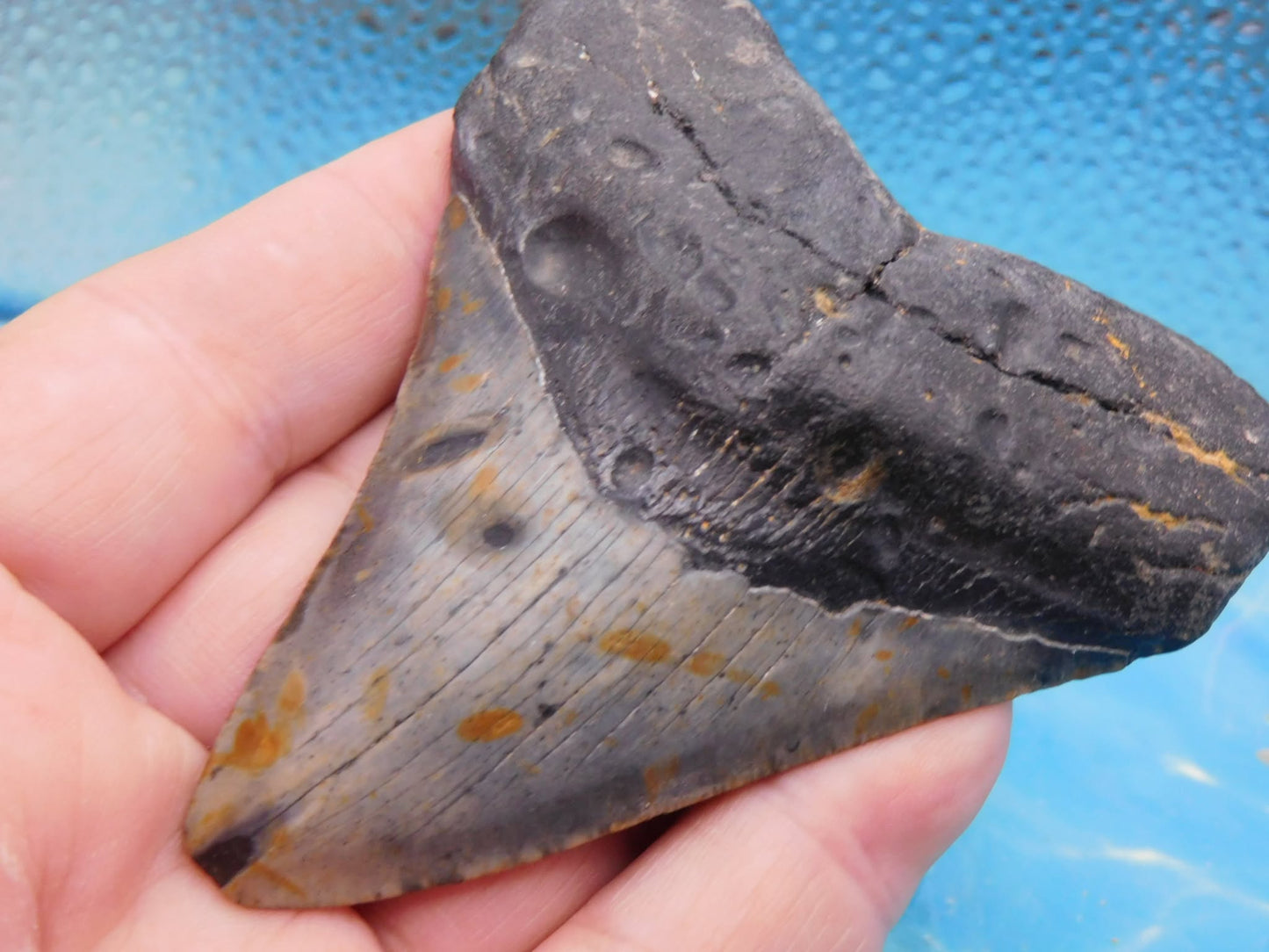 3.85 in MEG