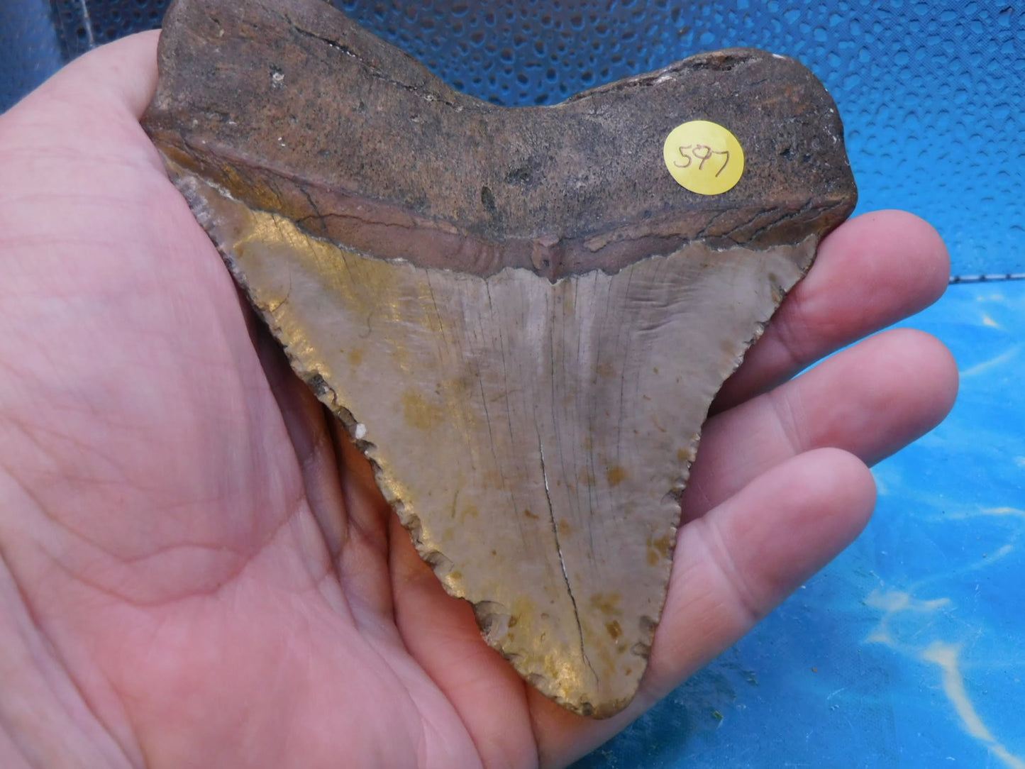 4.9 in Wide MEG