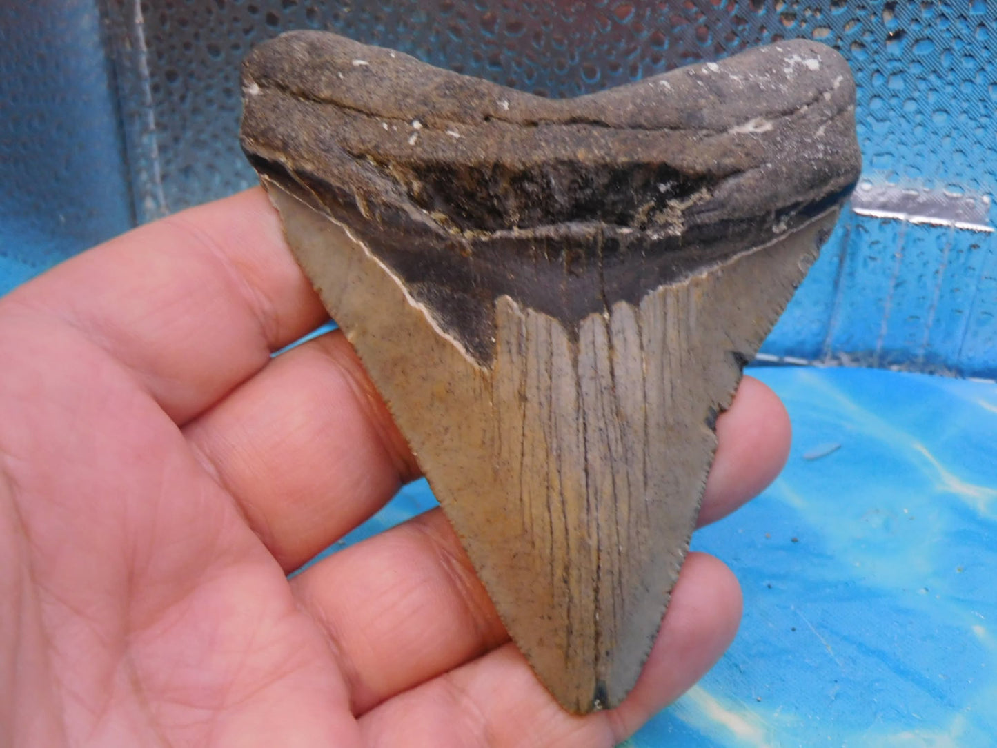4.2 in MEG