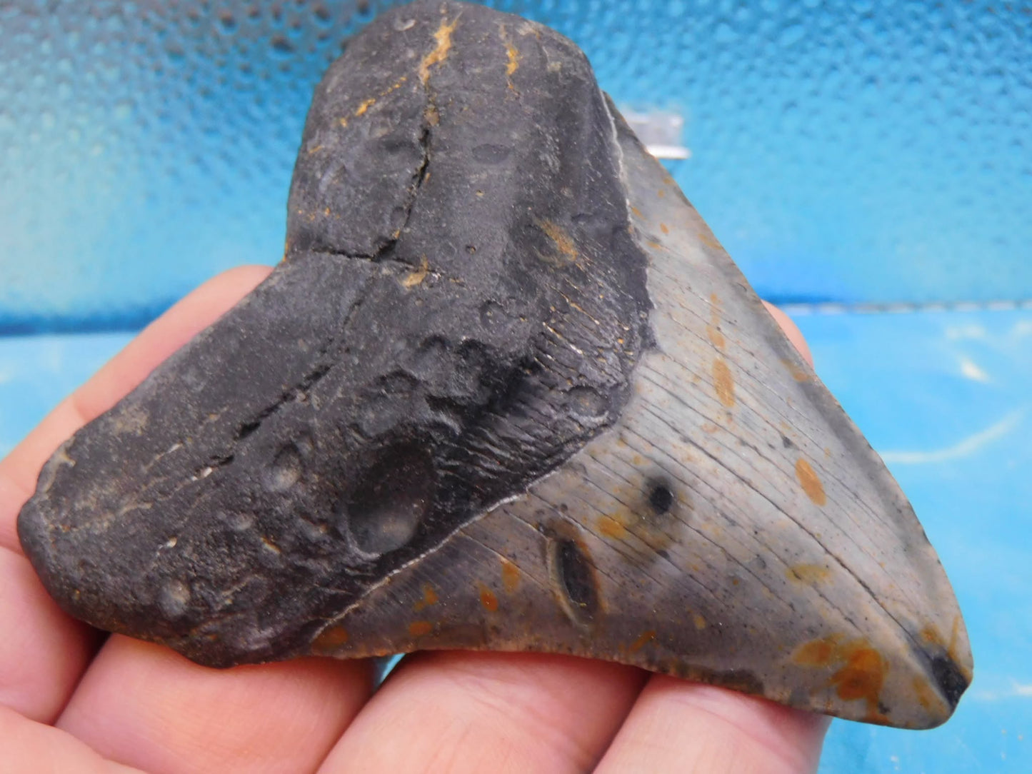 3.85 in MEG