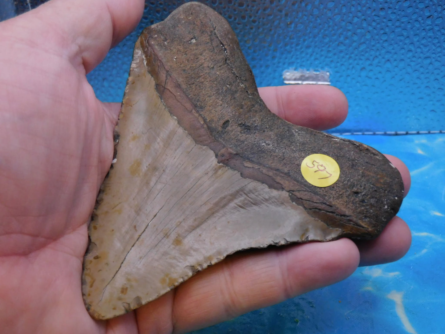 4.9 in Wide MEG