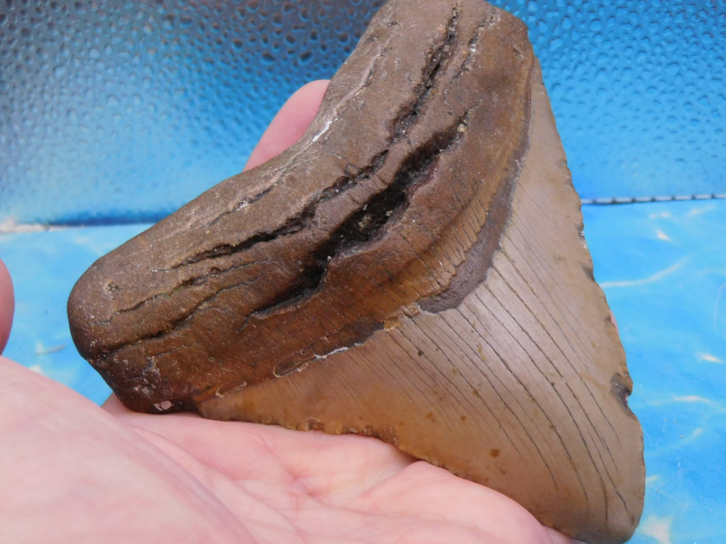 4.9 in Wide MEG