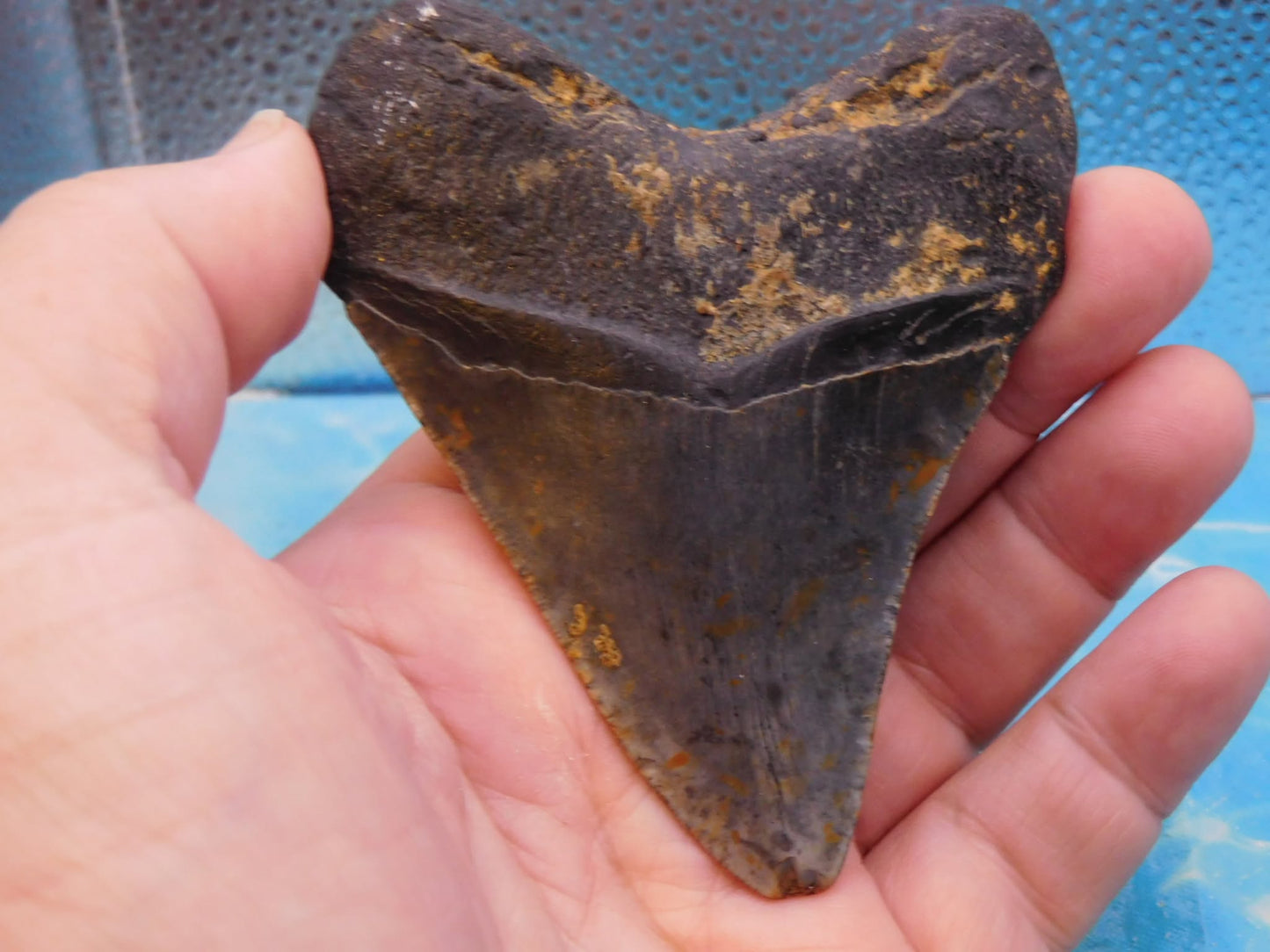 3.85 in MEG