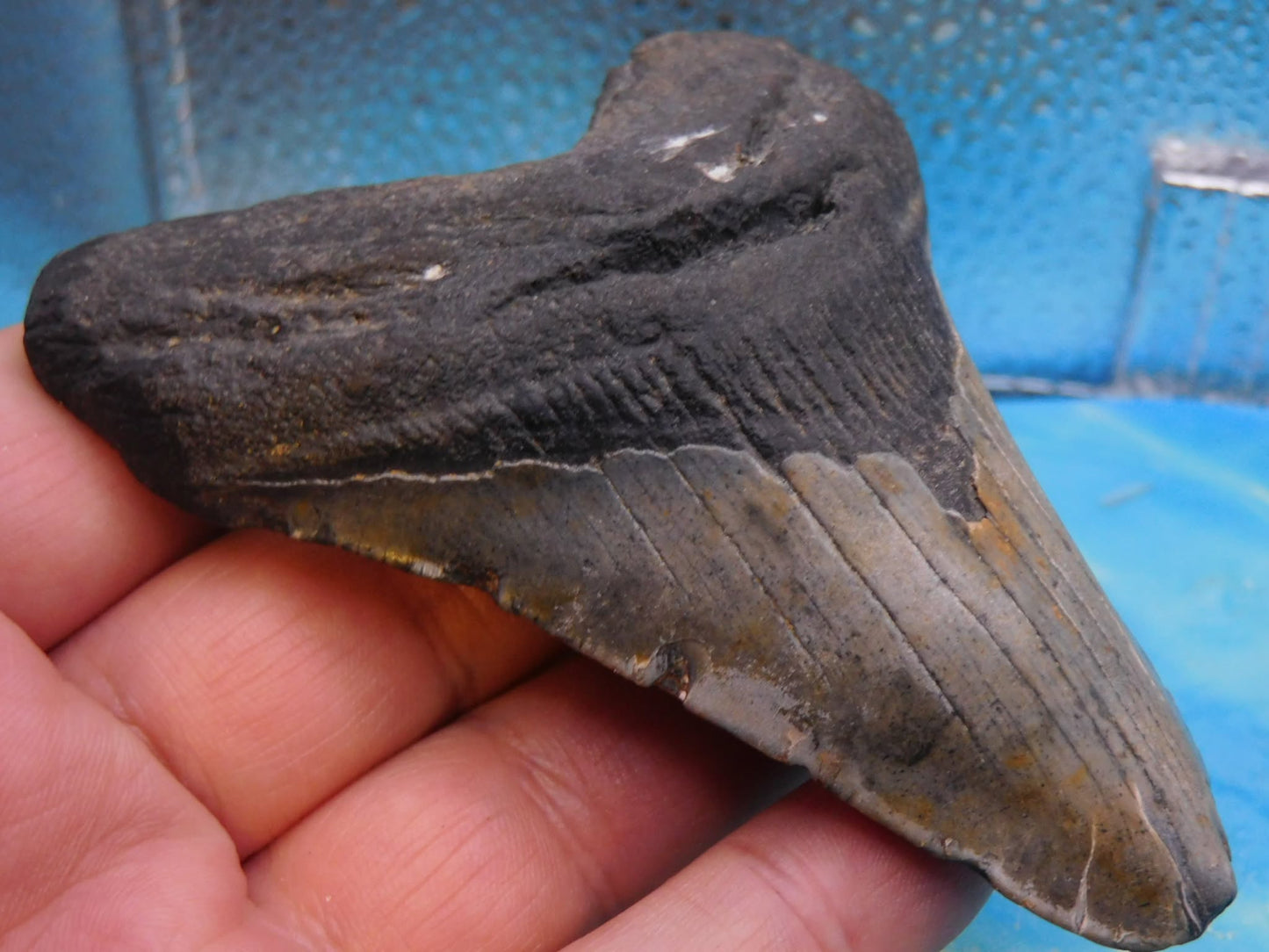 4.1 in MEG
