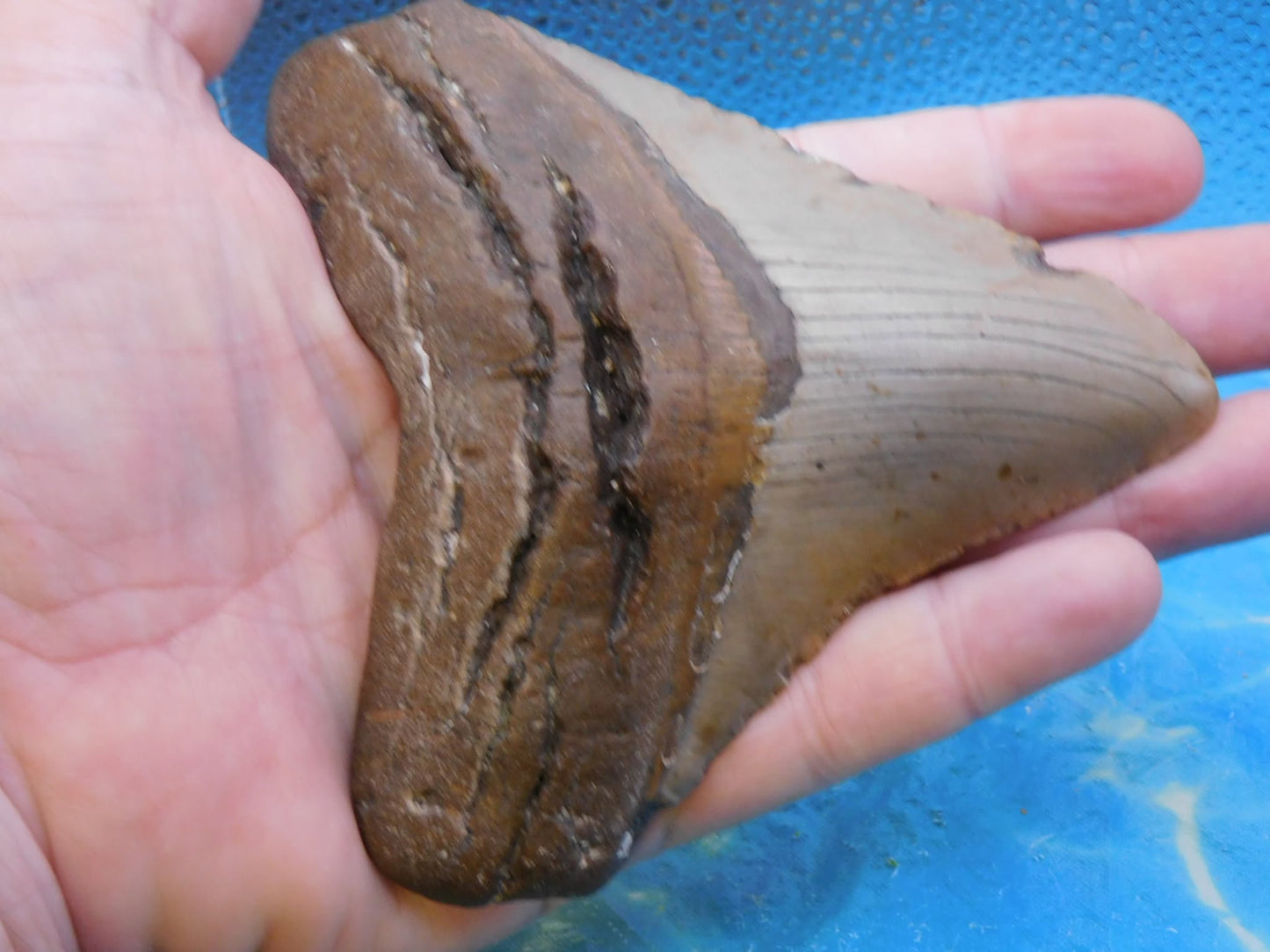 4.9 in Wide MEG