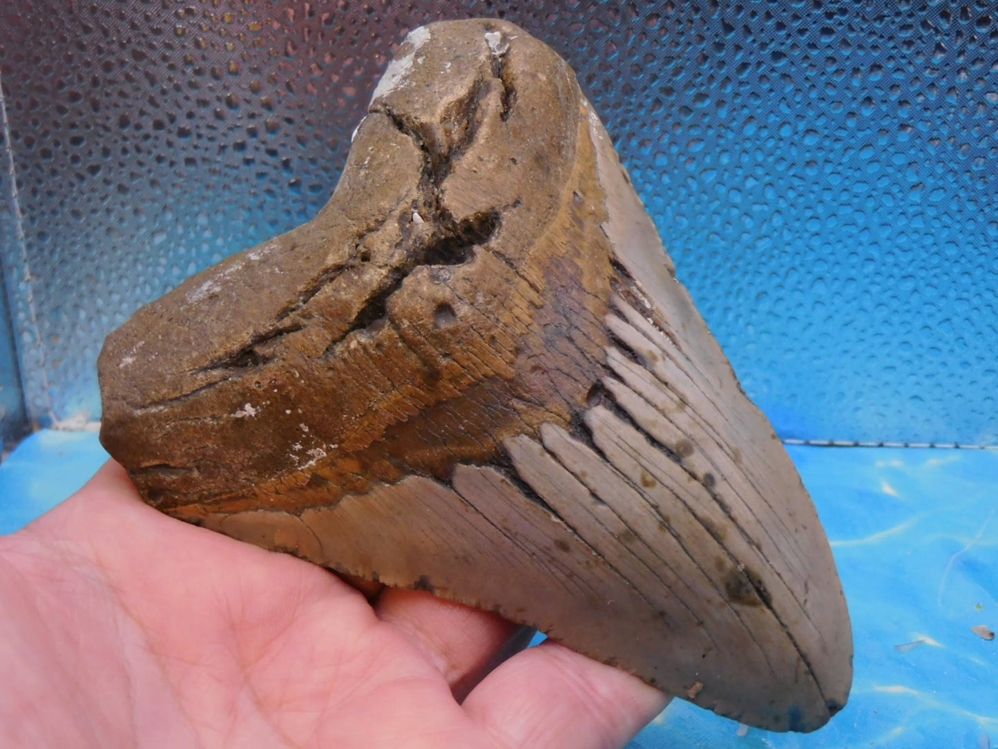 Huge 5.5 in MEG