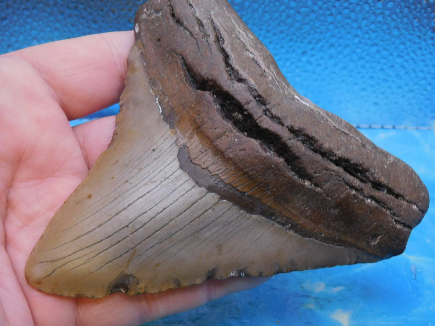 4.9 in Wide MEG