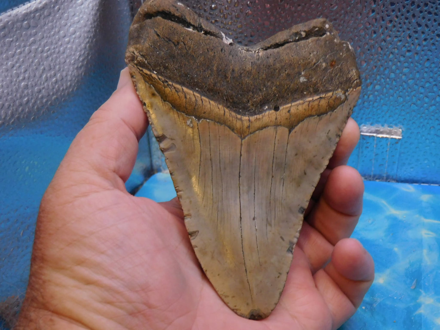 Huge 5.5 in MEG