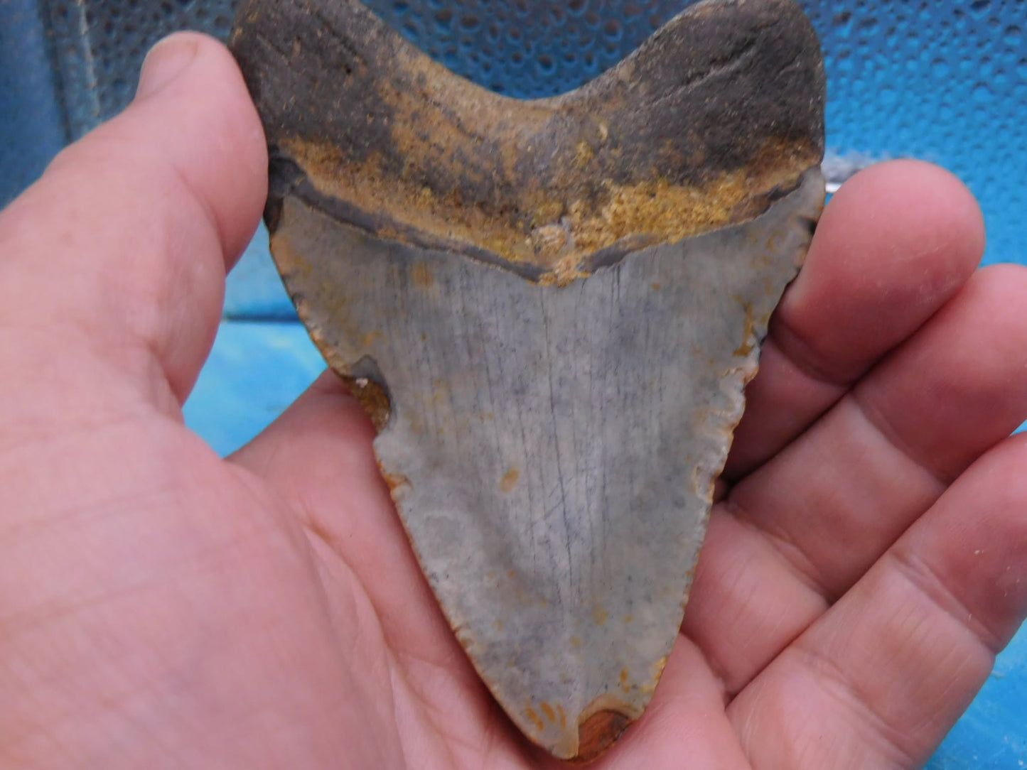3.9 in MEG