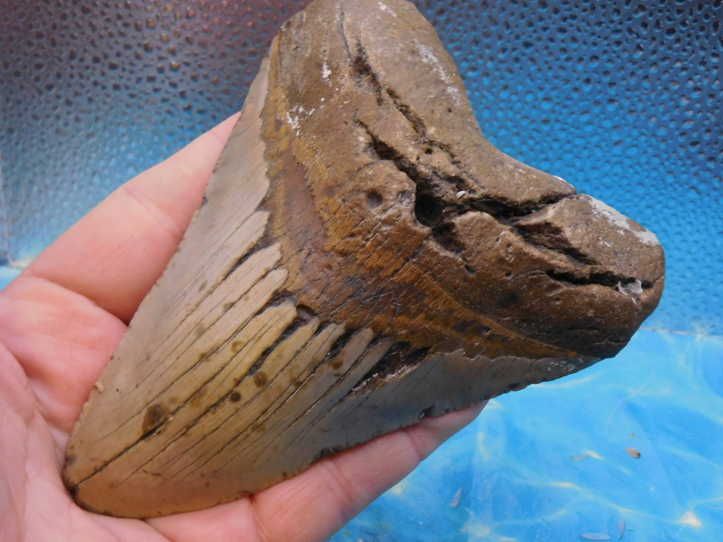 Huge 5.5 in MEG