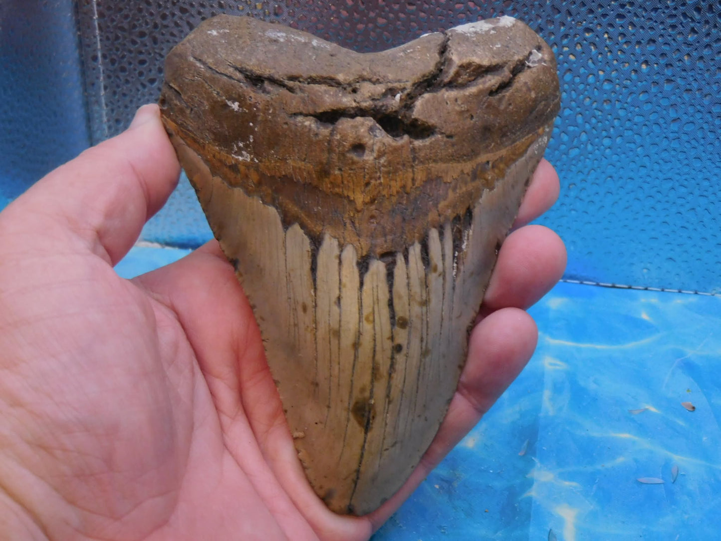 Huge 5.5 in MEG