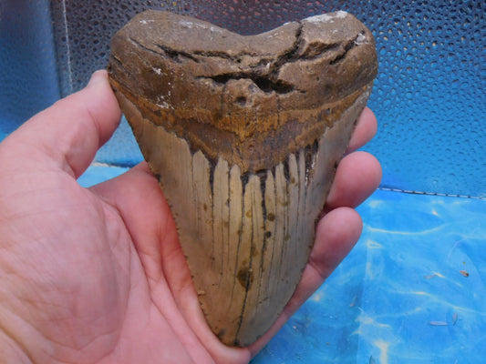 Huge 5.5 in MEG
