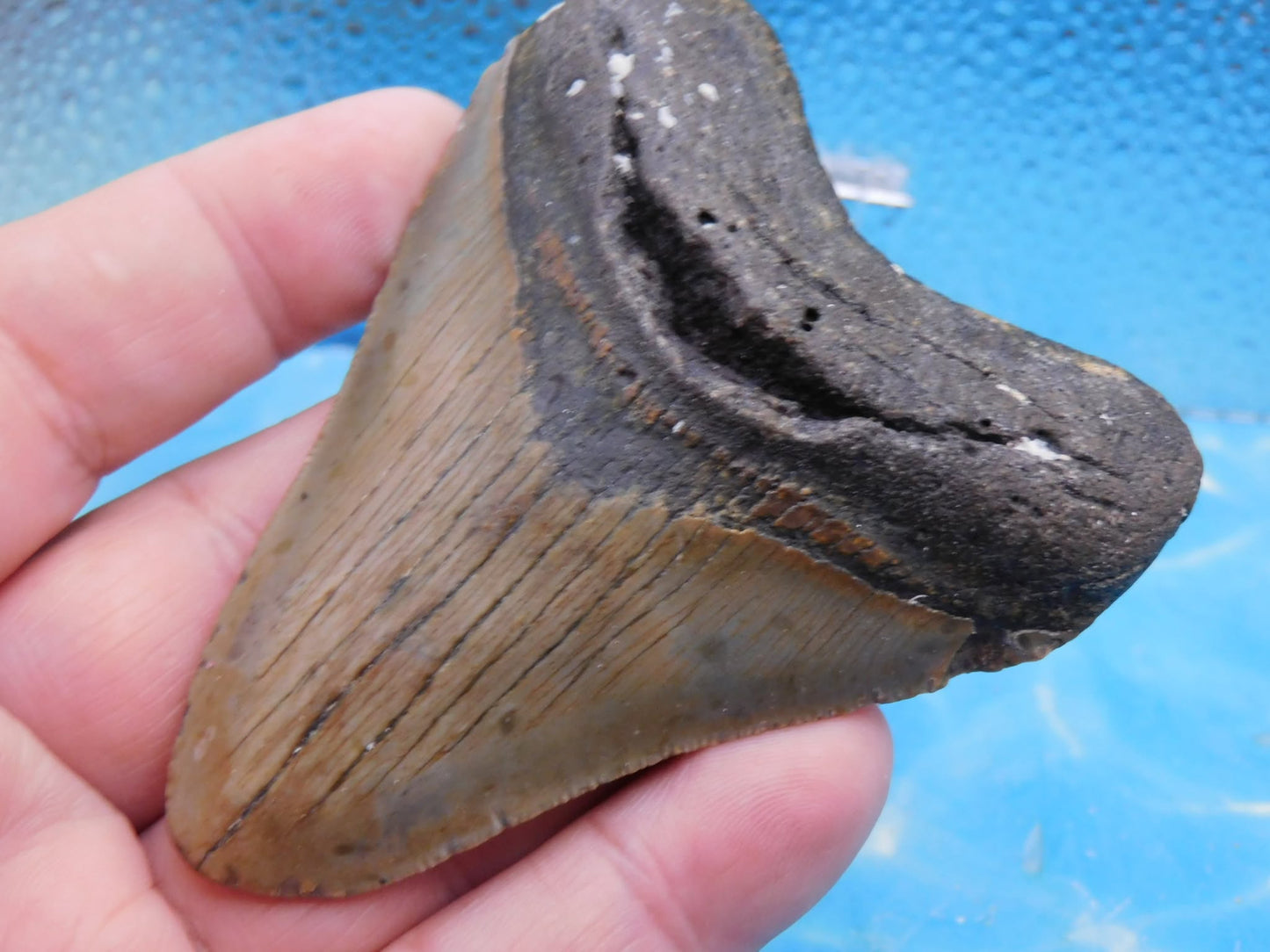 3.6 in MEG