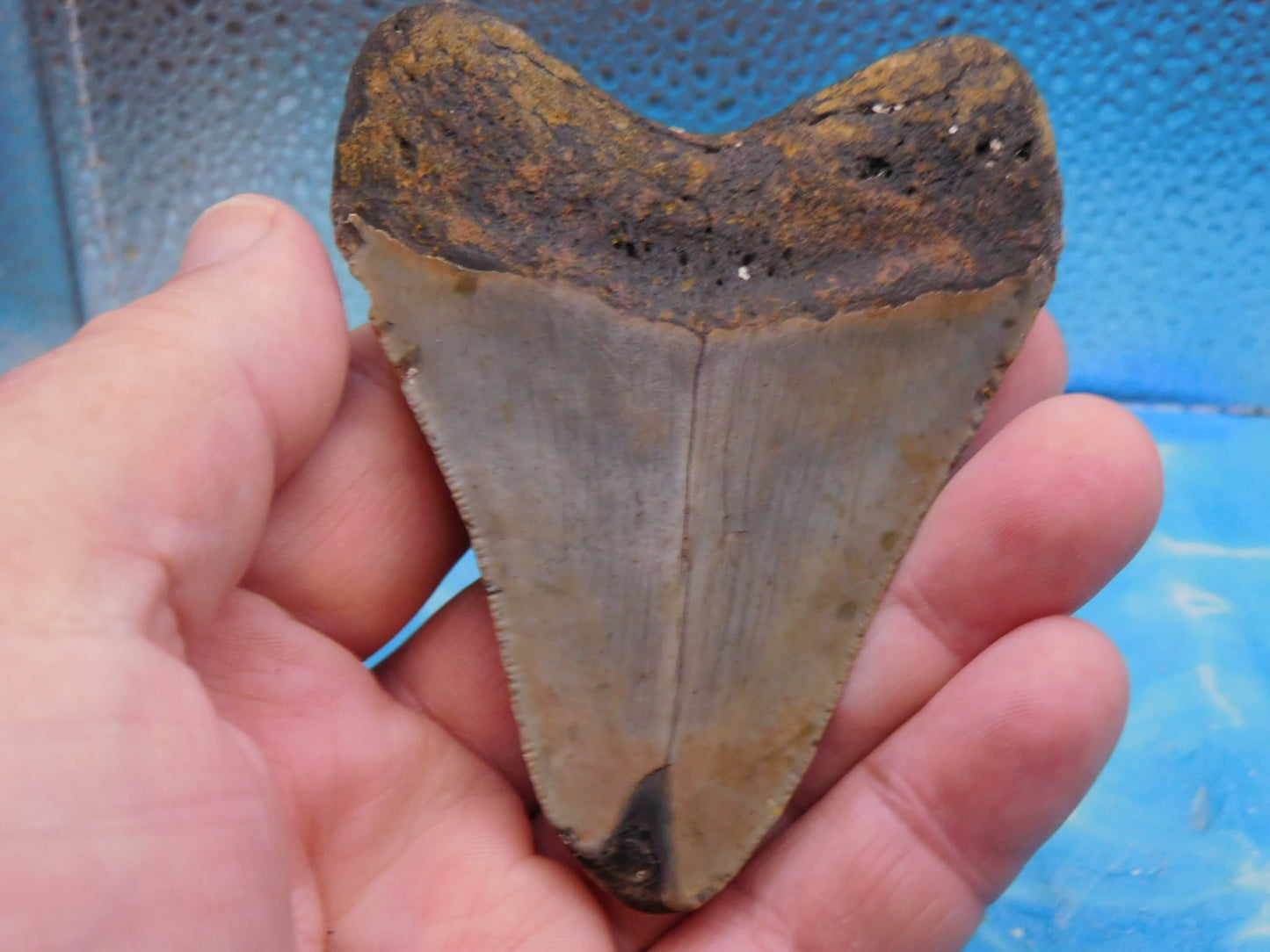 3.6 in MEG