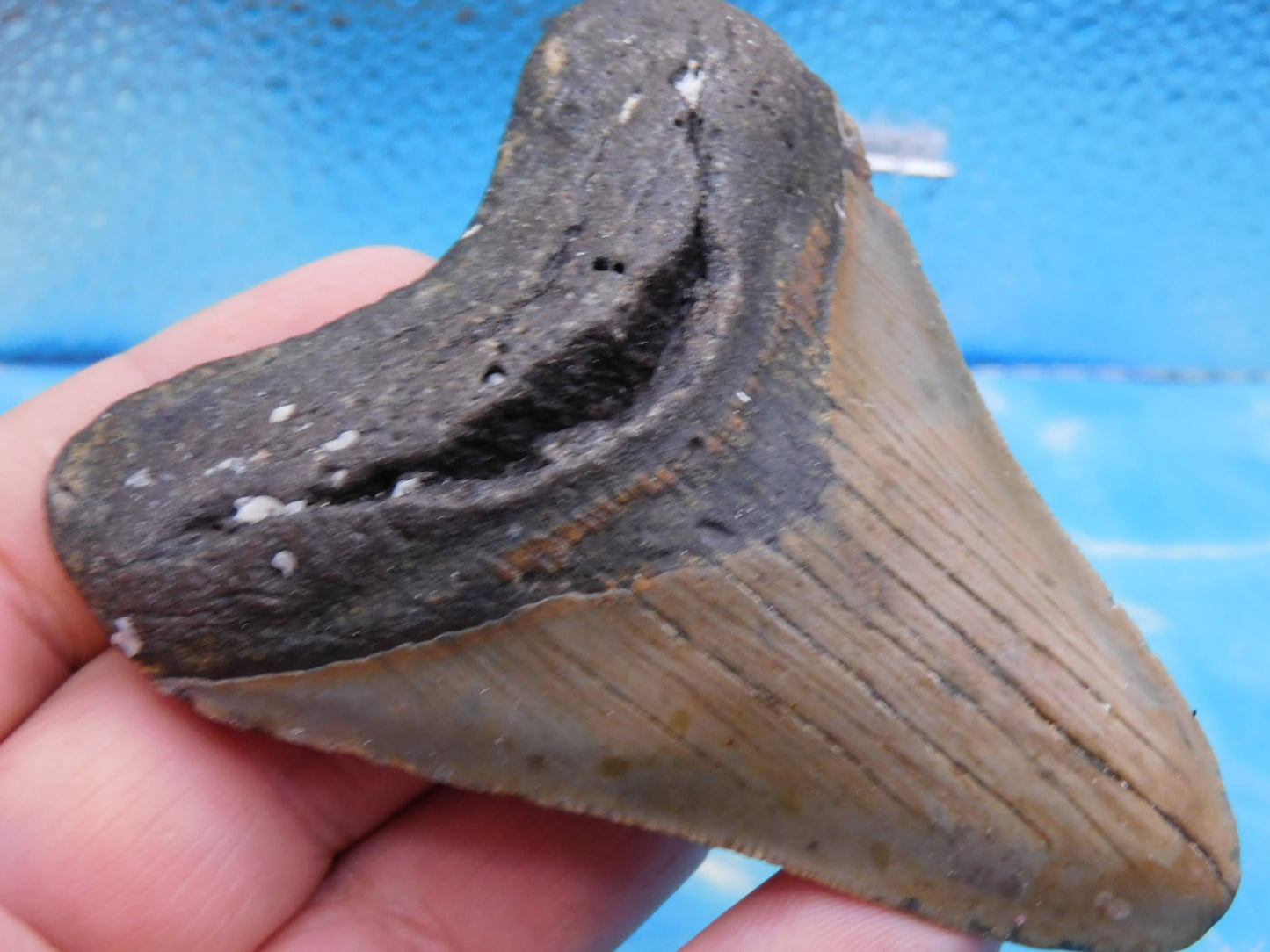 3.6 in MEG