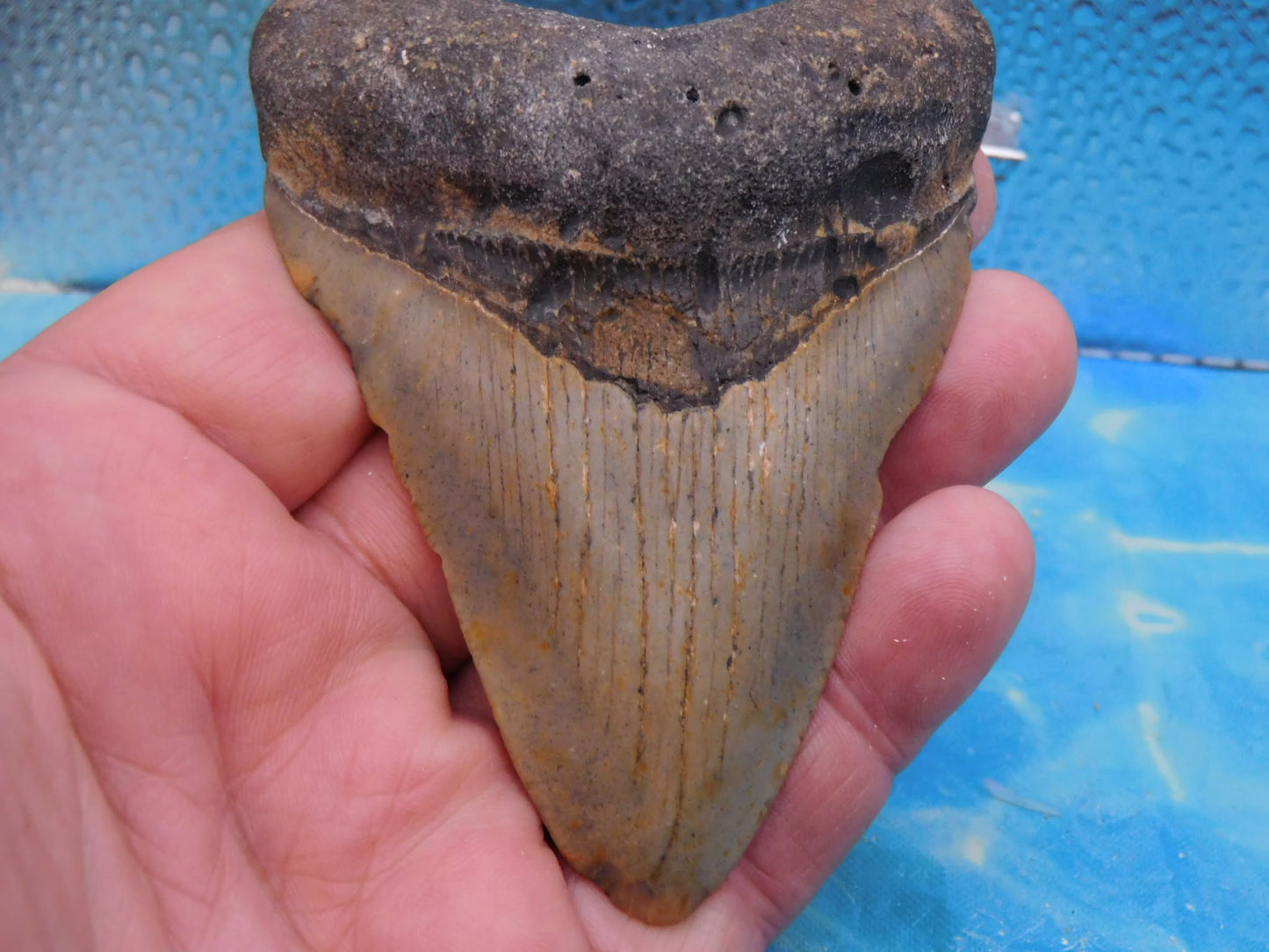 3.9 in MEG