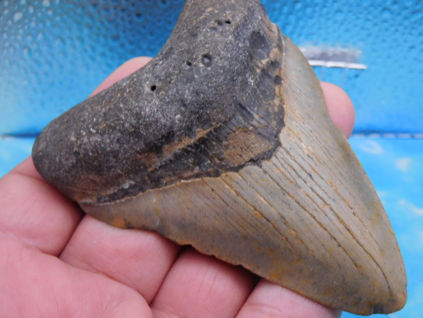 3.9 in MEG