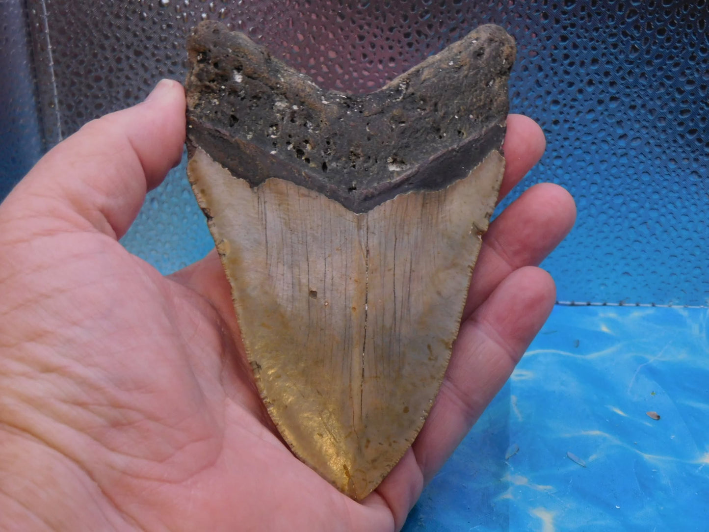 5.4 in MEG