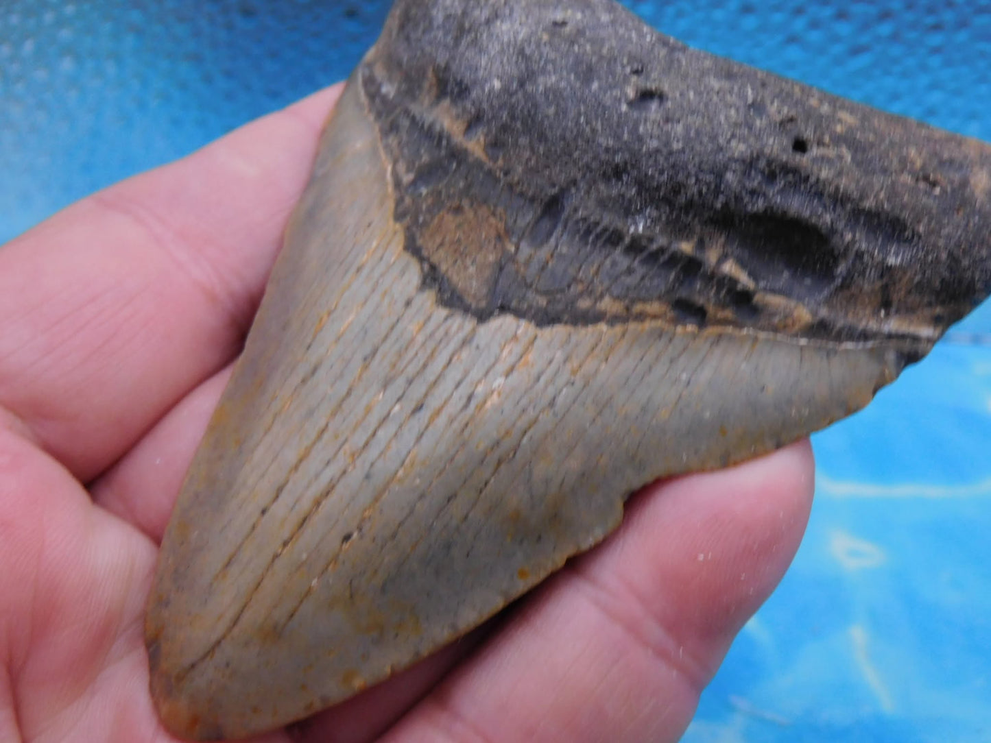 3.9 in MEG