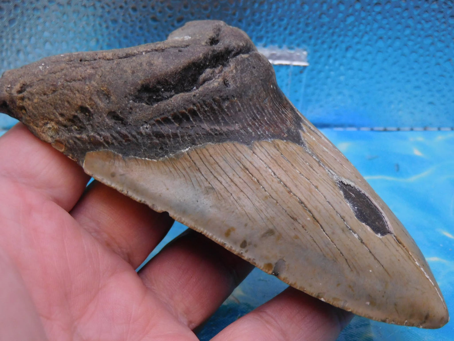 5.4 in MEG