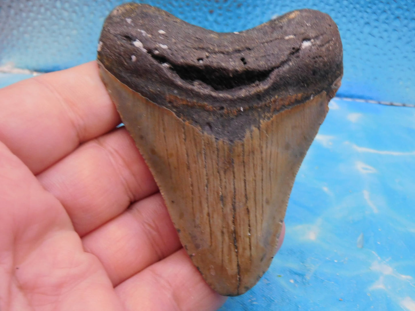 3.6 in MEG