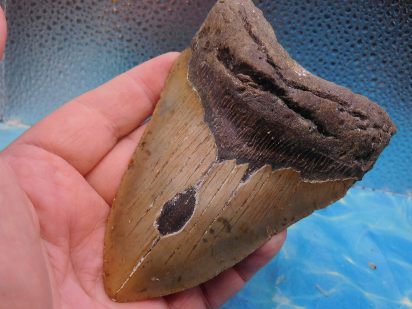 5.4 in MEG
