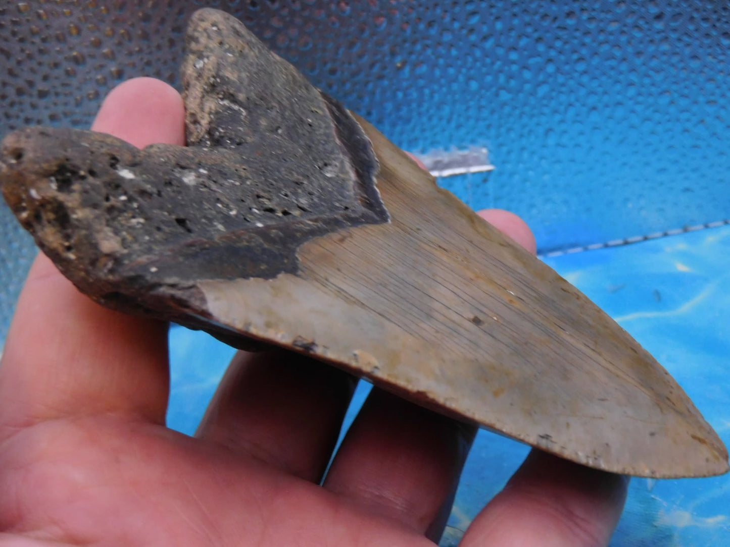 5.4 in MEG