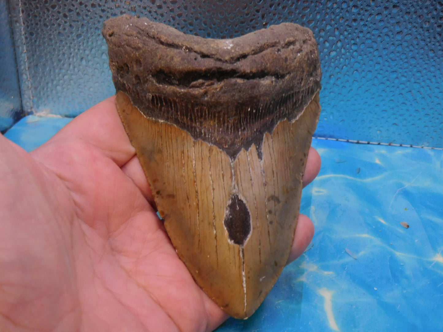 5.4 in MEG