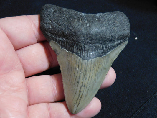 3.6 inch Megalodon Tooth