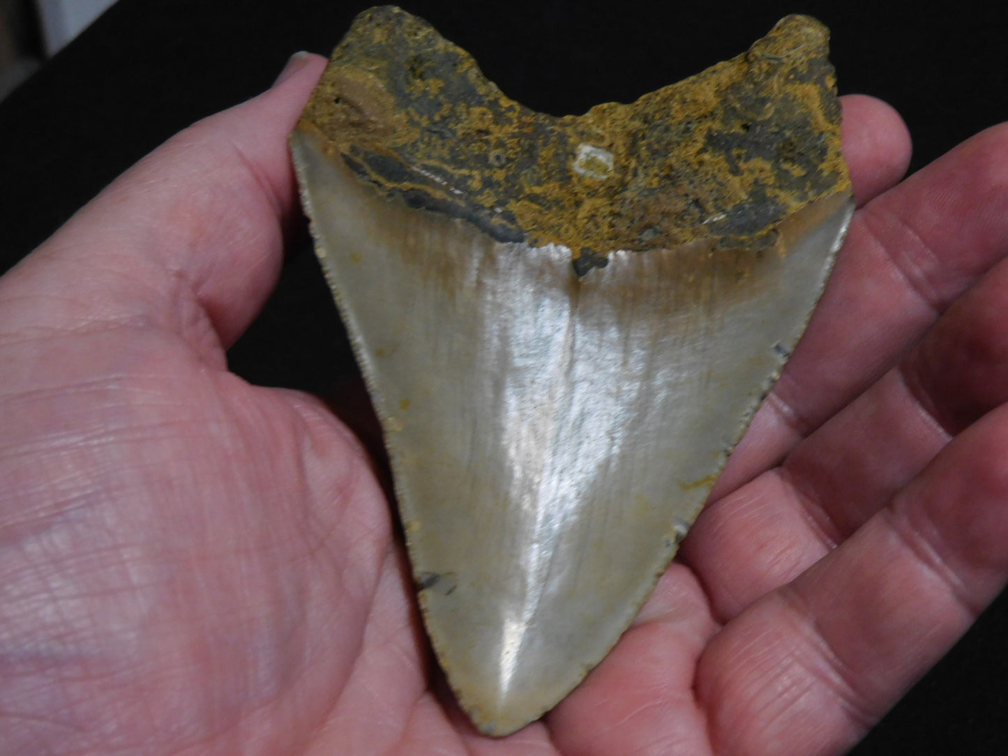 4.4  inch Megalodon Tooth