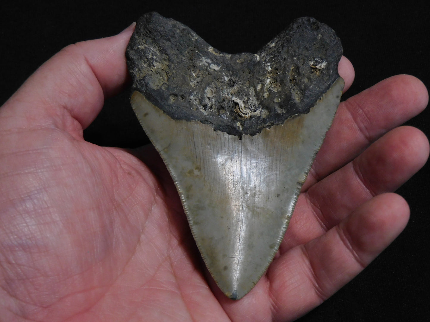 4.3  inch Megalodon Tooth