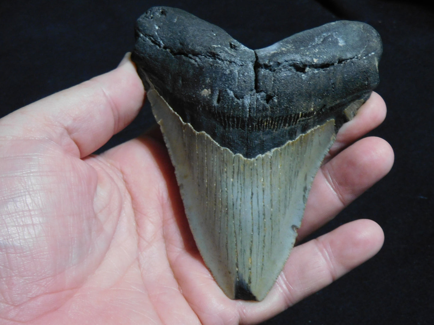 4.8  inch Megalodon Tooth