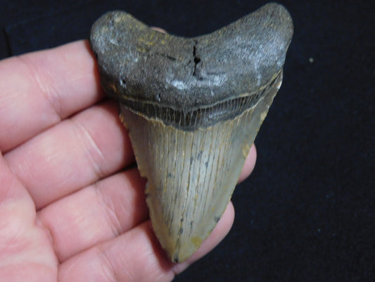 3.2 inch Megalodon Tooth