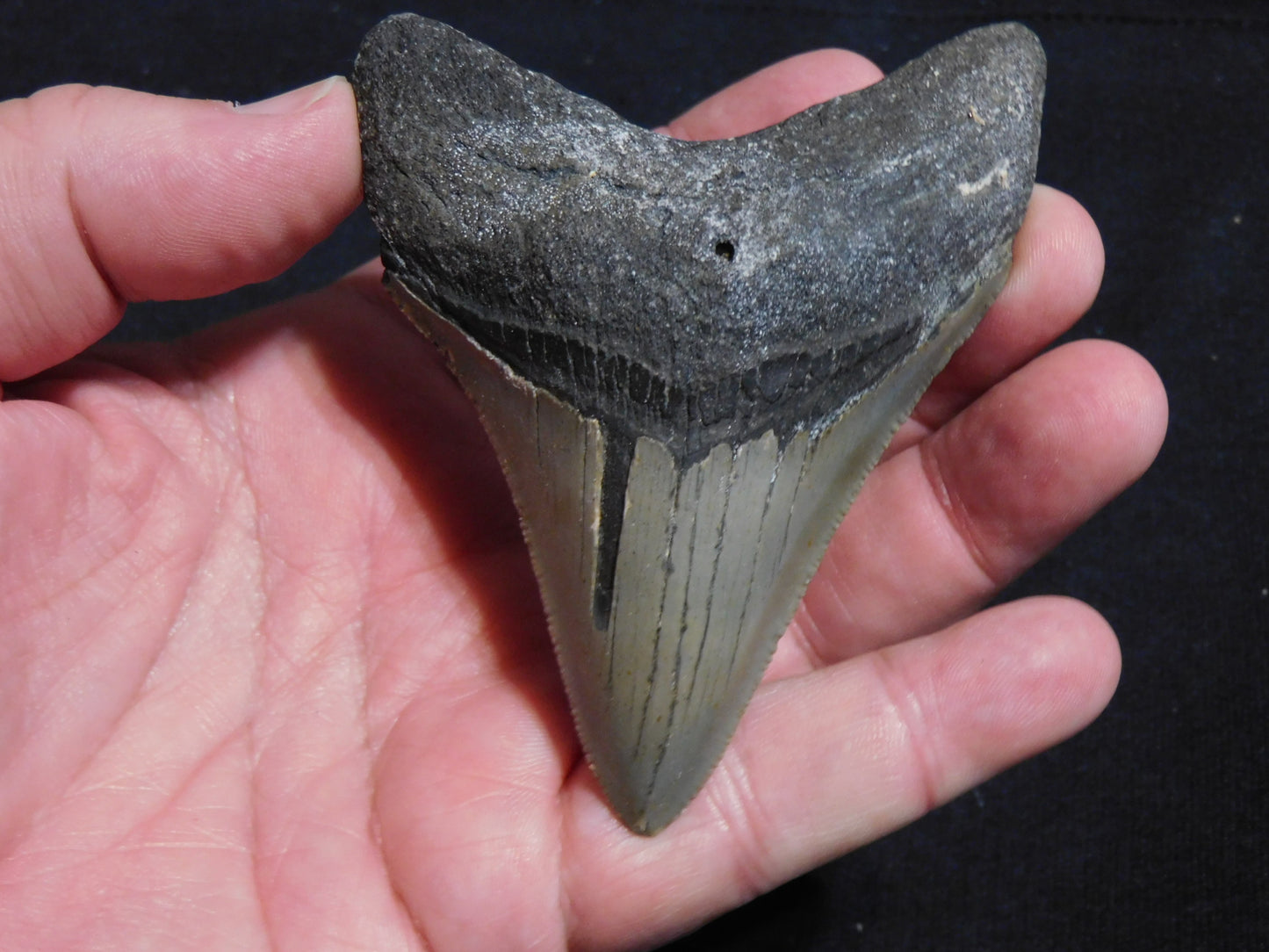 3.6 inch Megalodon Tooth